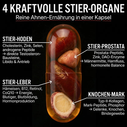 VitalBull™ | Der T-Booster, den Wikinger vor jeder Schlacht aßen